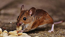 24 Hour & Emergency Exterminators in Imogene, IA